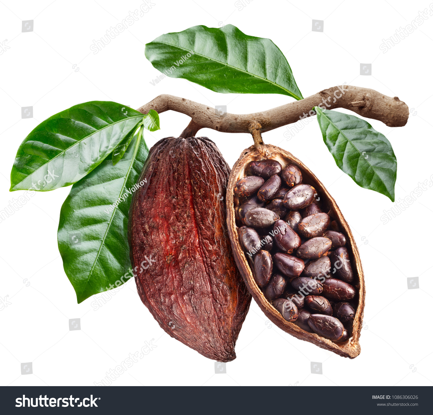 PowerPoint Template: tree - open cocoa pod with cocoa (ihpnkhnhjn)