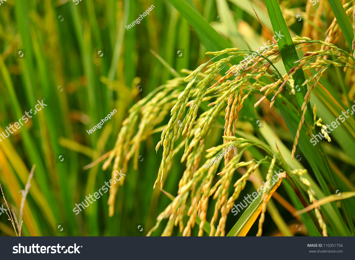 powerpoint-template-rice-paddy-field-iihkmiomn