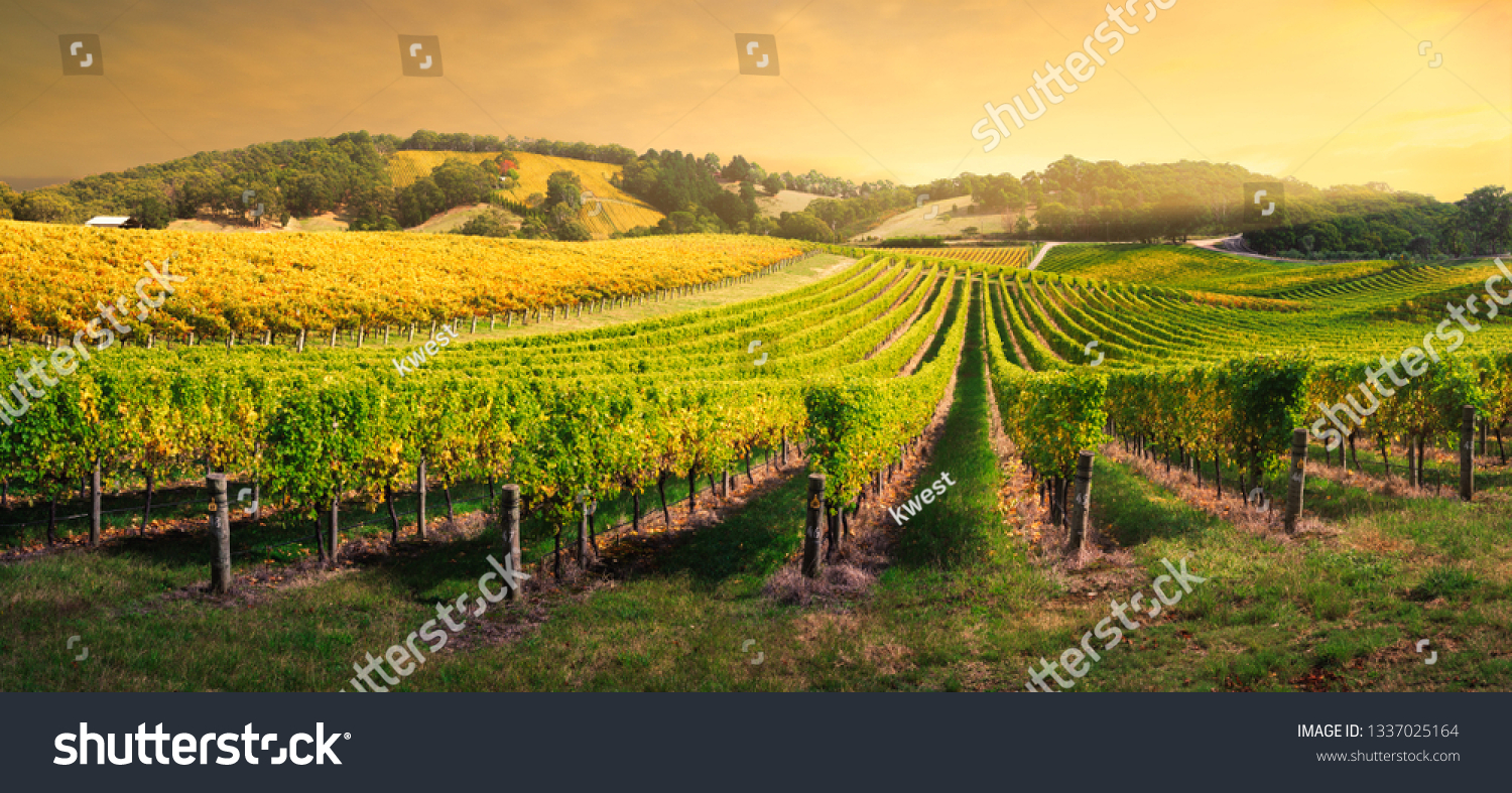 PowerPoint Template: agriculture vigne beautiful vineyard in (ikkohjminl)