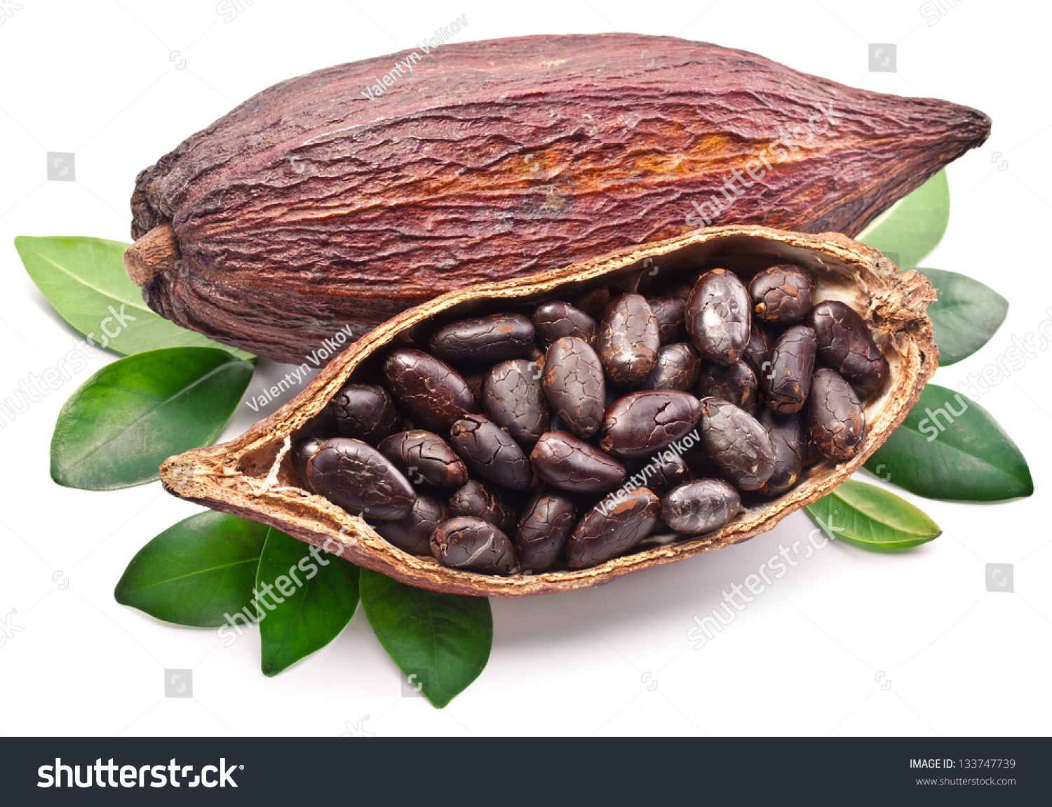 powerpoint-template-cacao-bean-cocoa-pod-with-ikkolooku