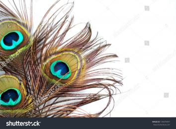 PowerPoint Template: peacock feather plume close up (mukjmolp)