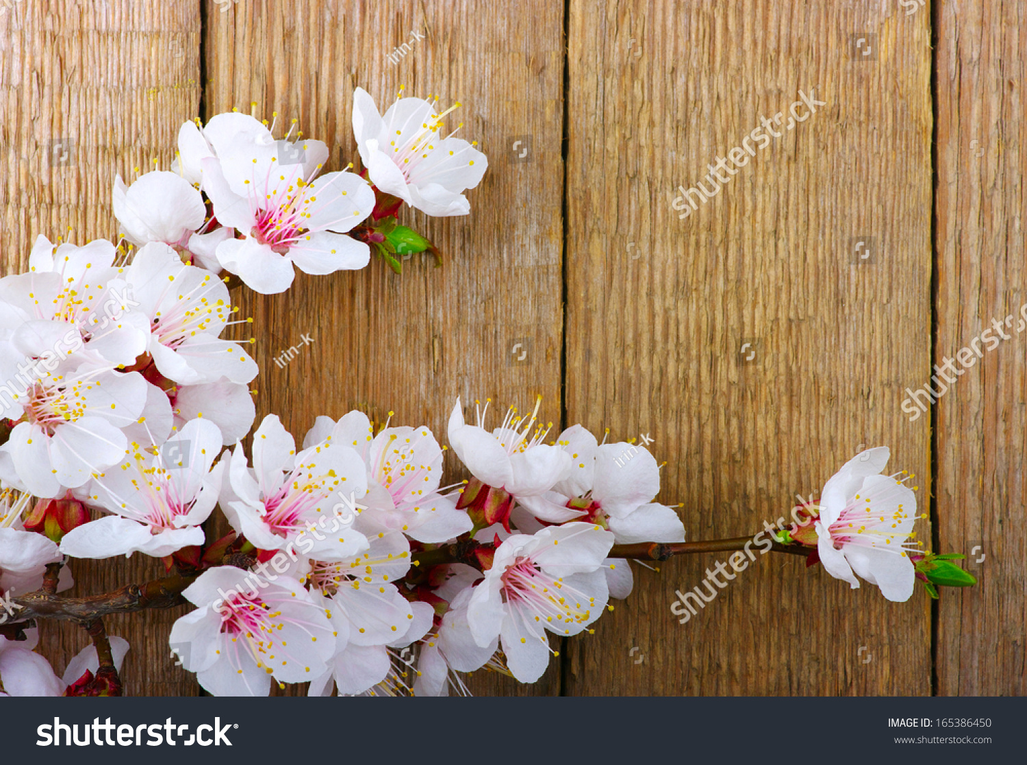 powerpoint-template-cherry-blossom-spring-flower-on-inmkpnlmh