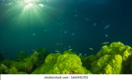 PowerPoint Template: Algae Blue-ocean-sunlight-and-green (innmuliohi)