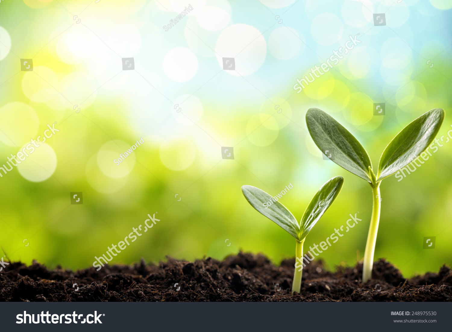 Young Plant Sprouting Powerpoint Templates