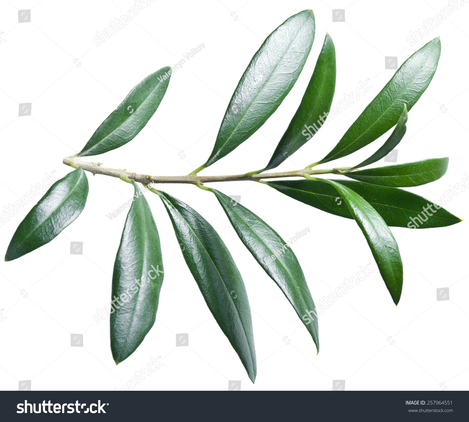 PowerPoint Template: olive leaf twig on a (jmounlmmi)