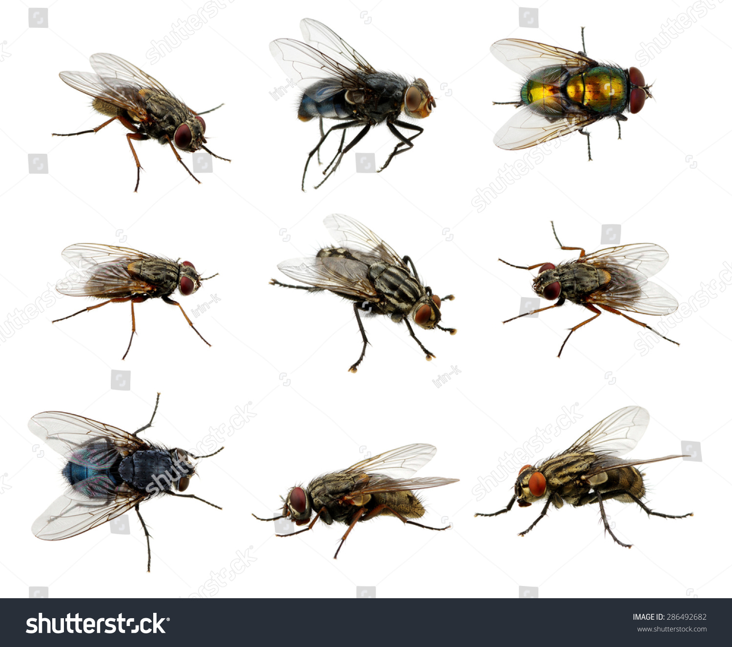 powerpoint-template-set-of-insects-fly-jpnlujnpj