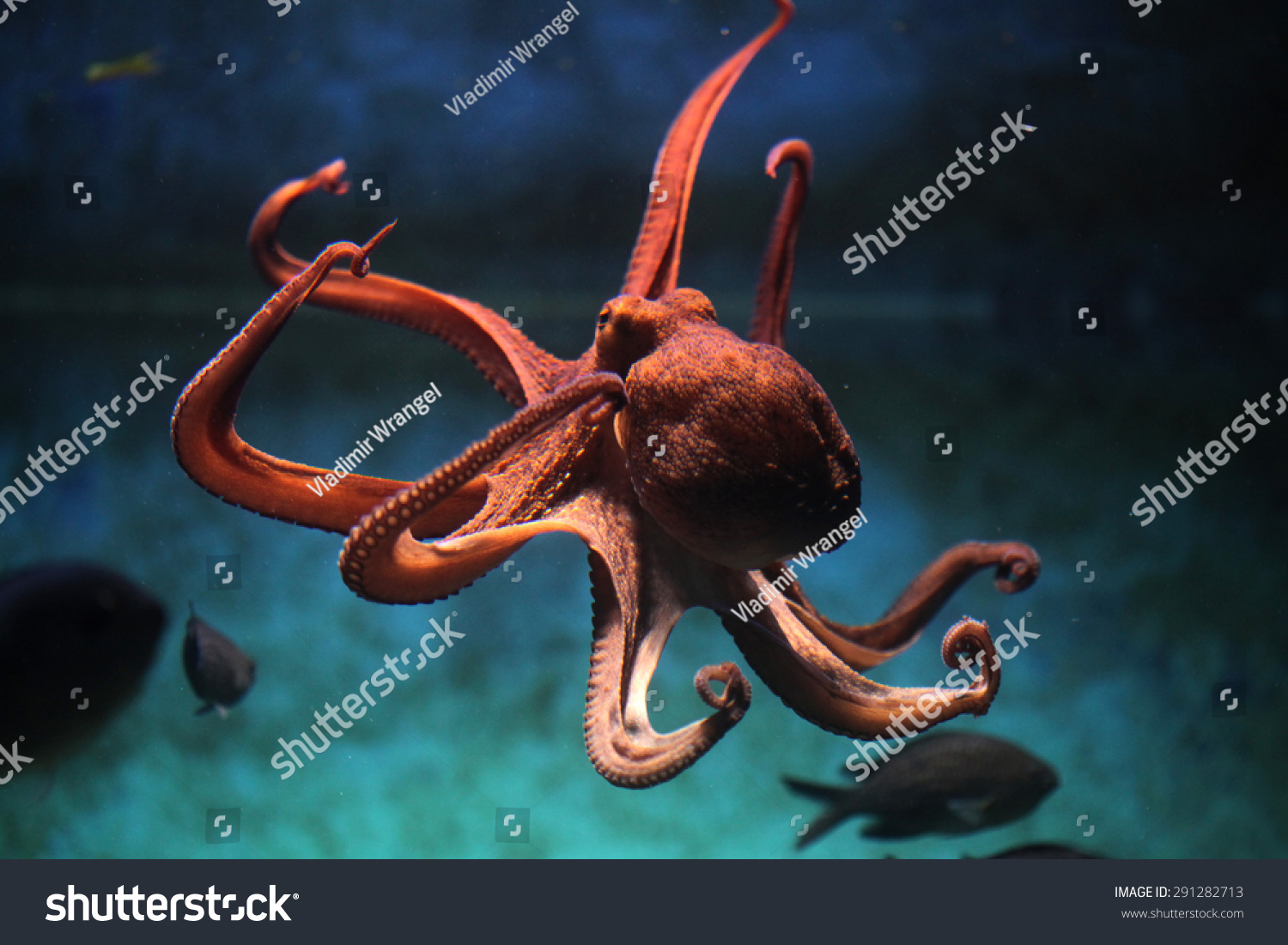 powerpoint-template-octopus-octopus-vulgaris-wildlife-animal-juijpjoik