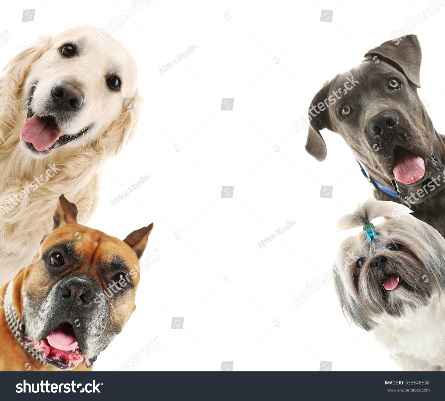 dog powerpoint template
