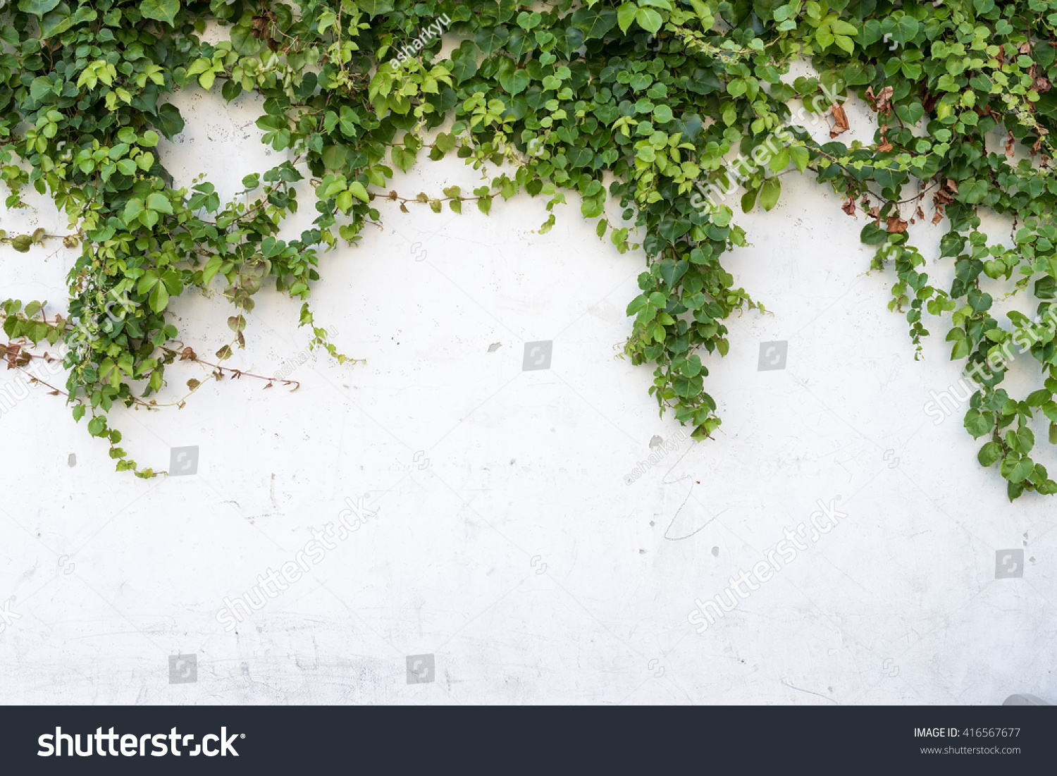 PowerPoint Template: green leaves ivy closeup isolated (linmnonoo)