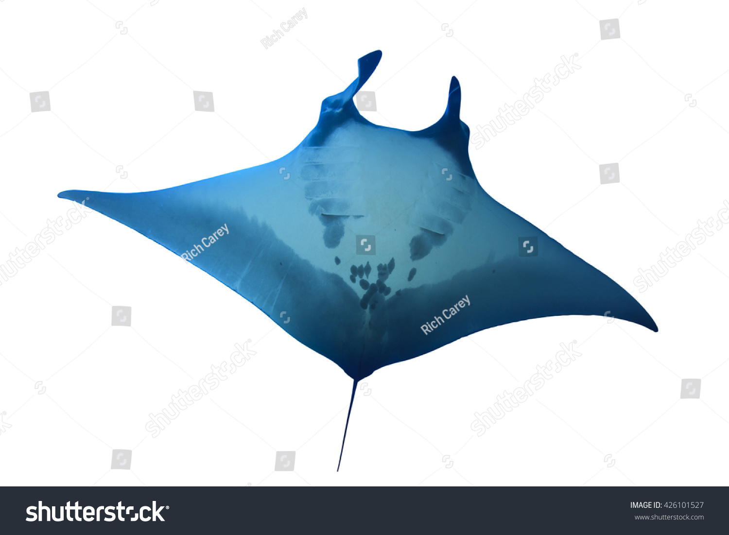 PowerPoint Template: manta ray isolated on white background (ljnihimjo)