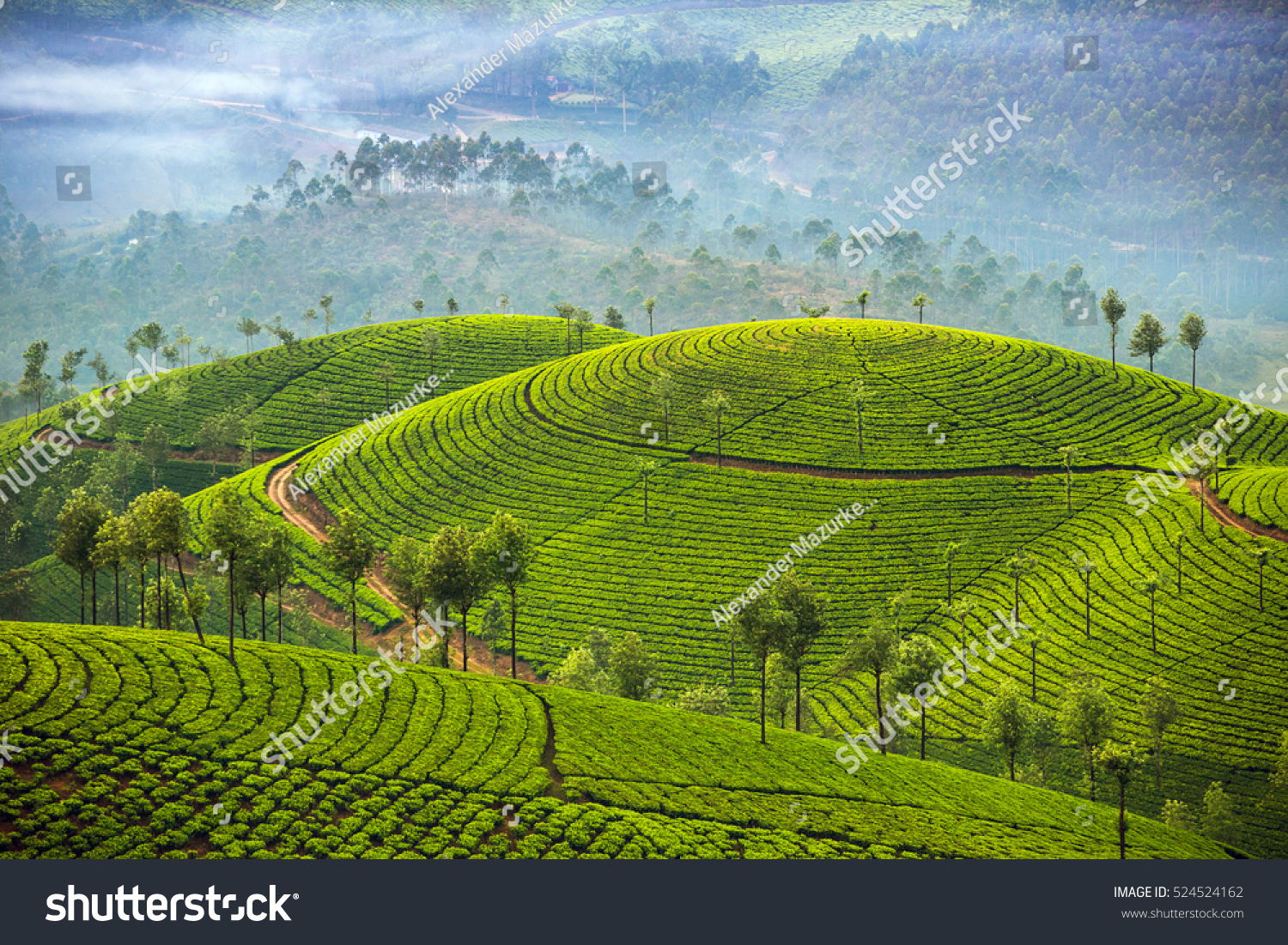 powerpoint-template-india-nature-tea-plantations-mjlmjlinj