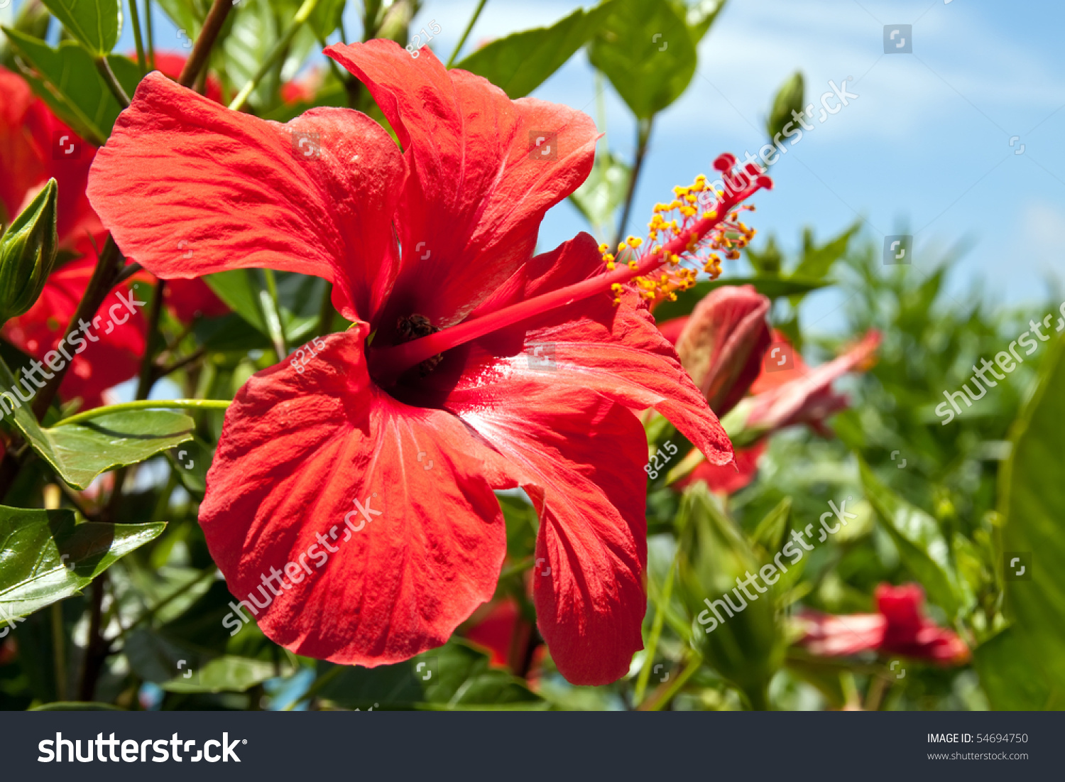 PowerPoint Template: Hibiscus Flower - Southern Against (mlnulomh)