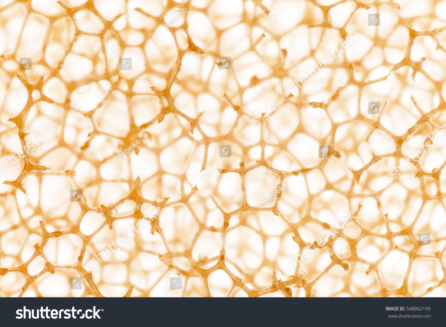 PowerPoint Template: cell biology - background (mlppnjihu)