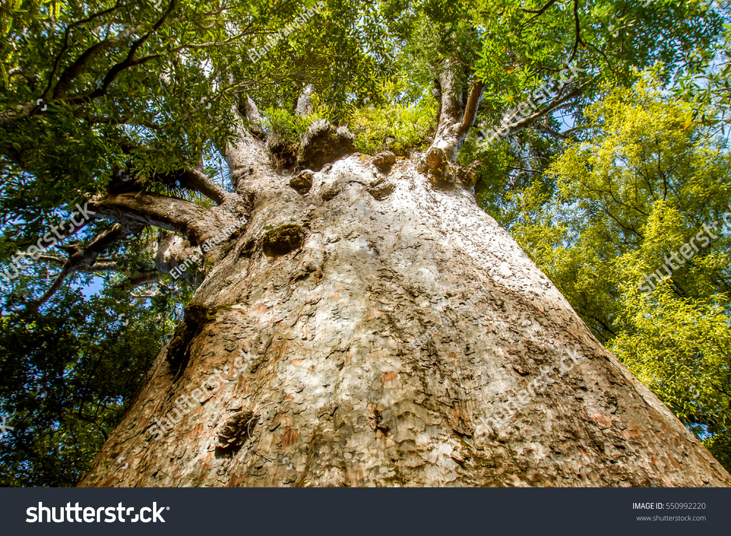 Powerpoint Template Maori Kauri Trees At The North Mmhuujjjh