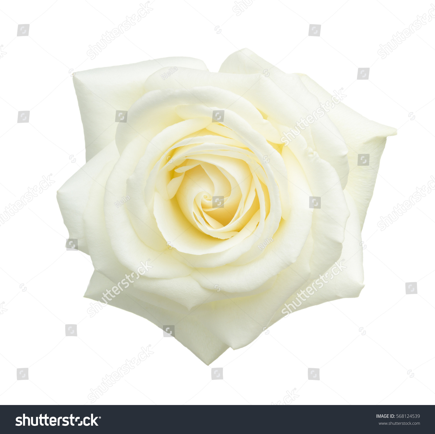 Powerpoint Template White Rose Isolated On White Mnpijlmku