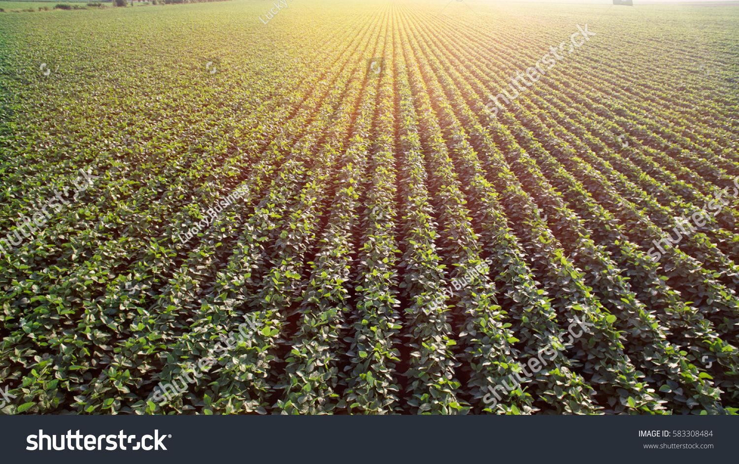 powerpoint-template-soybeans-plantation-field-with-mpkkhplpl