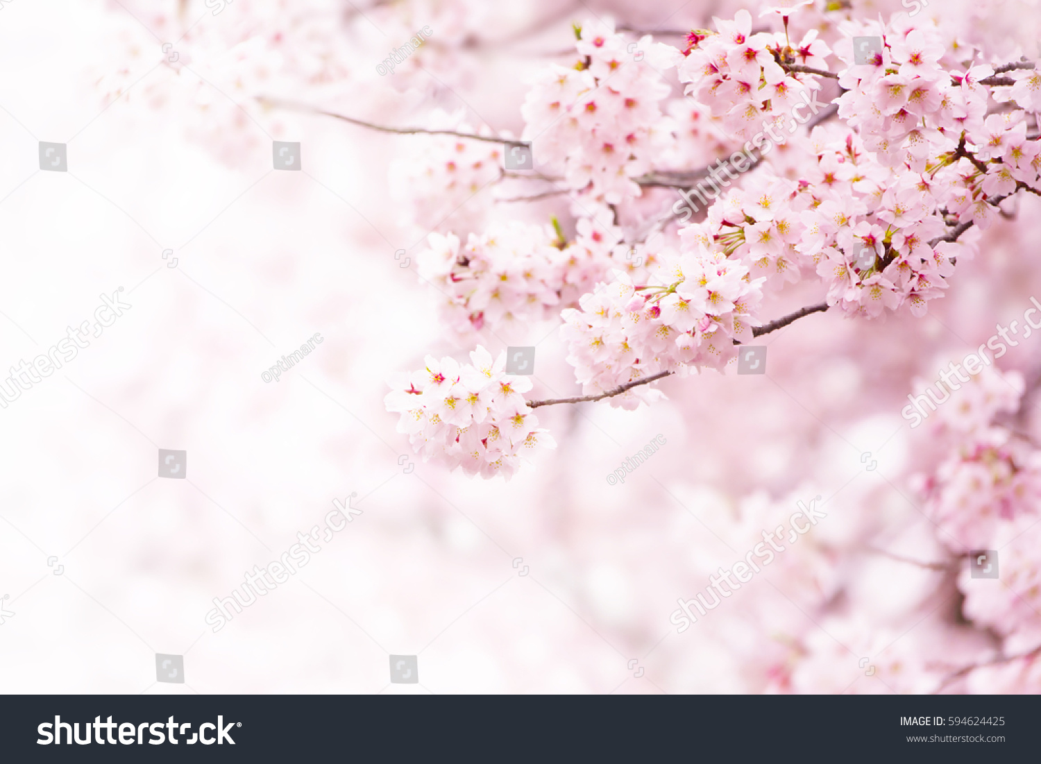 powerpoint-template-sakura-pink-cherry-blossom-mulnjlljm