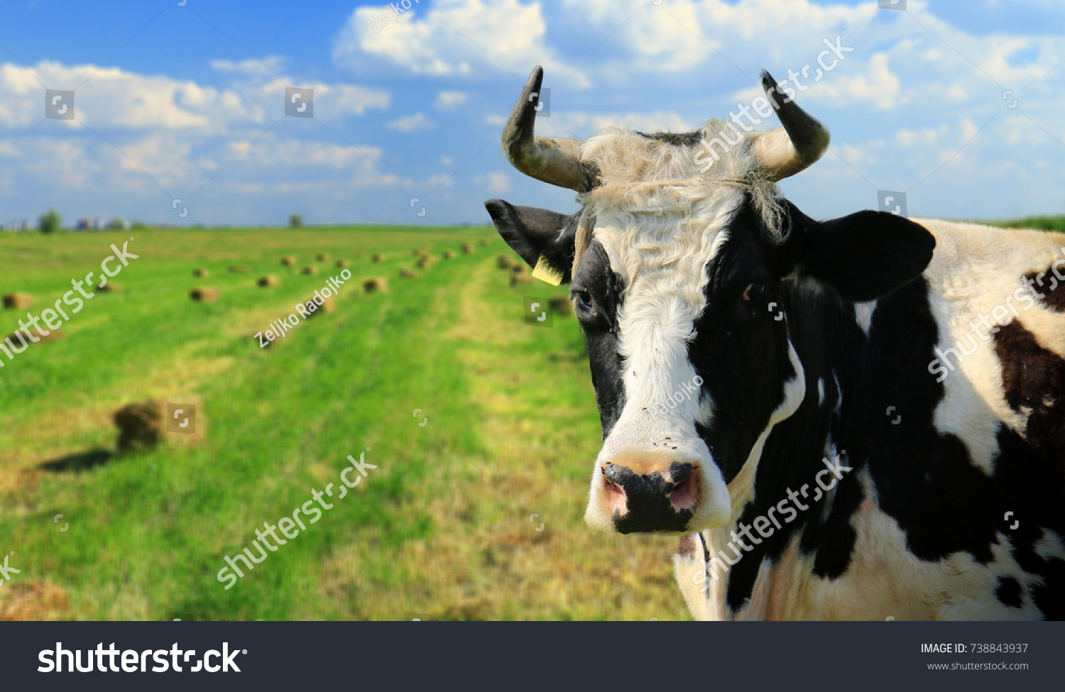 powerpoint-template-cartoon-cows-cow-okpplkuko