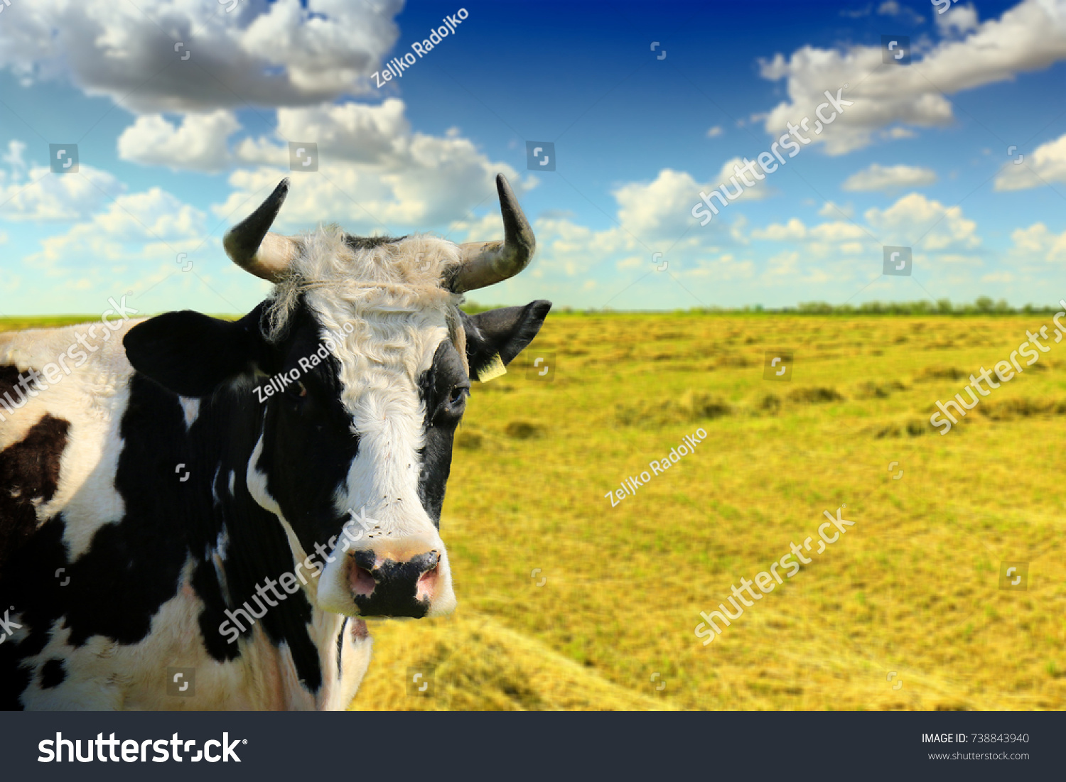 powerpoint-template-cartoon-cows-cow-okpplkulh