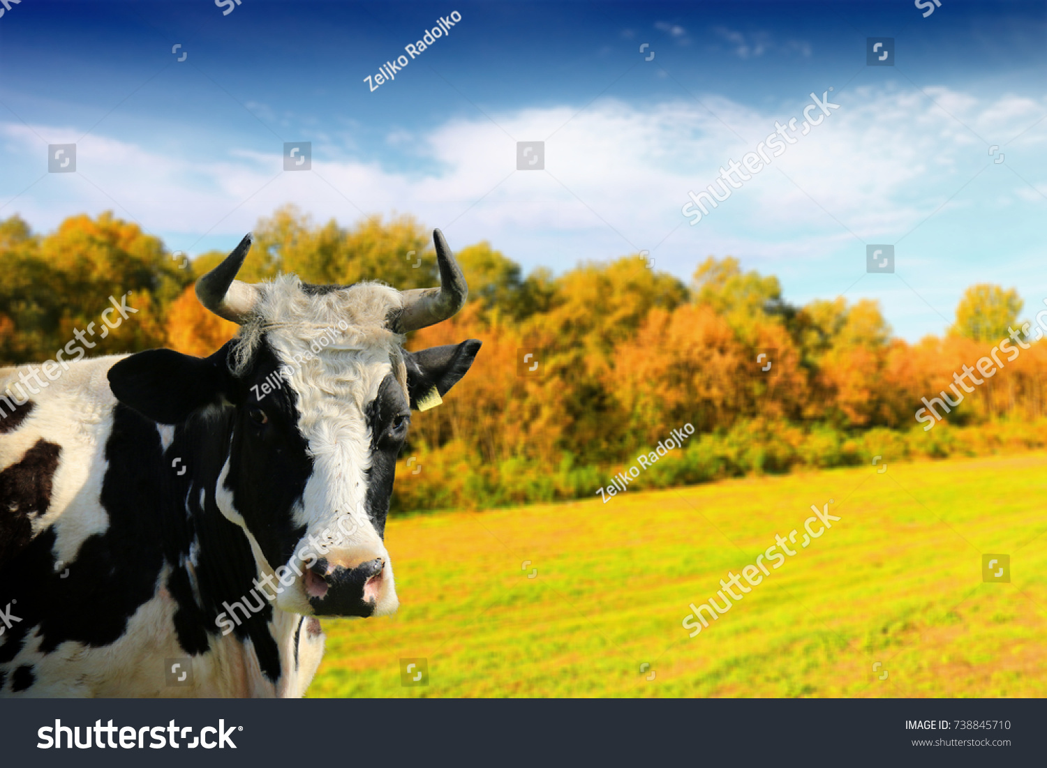 powerpoint-template-cartoon-cows-cow-okpplmoih