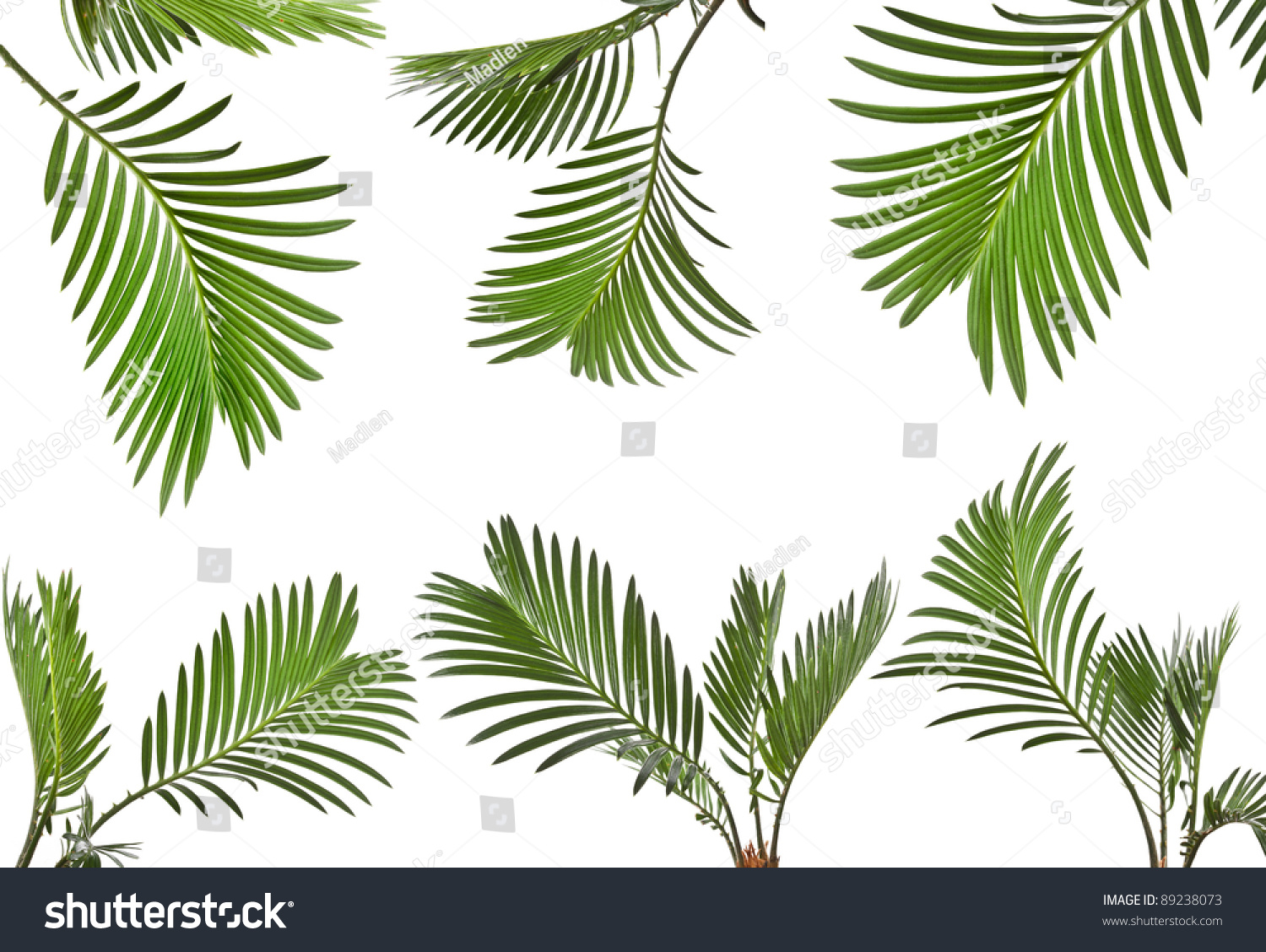 PowerPoint Template coconut leaves set of of (pujkphok)